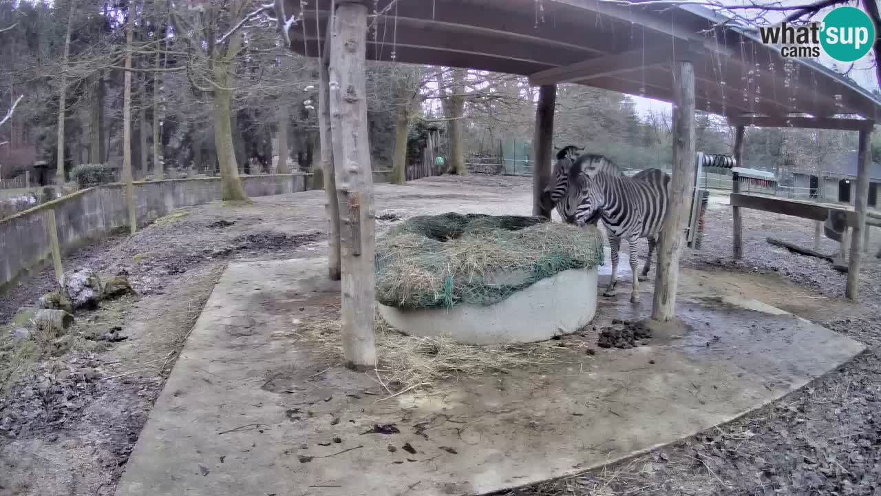 Camera en vivo Cebras in Ljubljana ZOO – Eslovenia