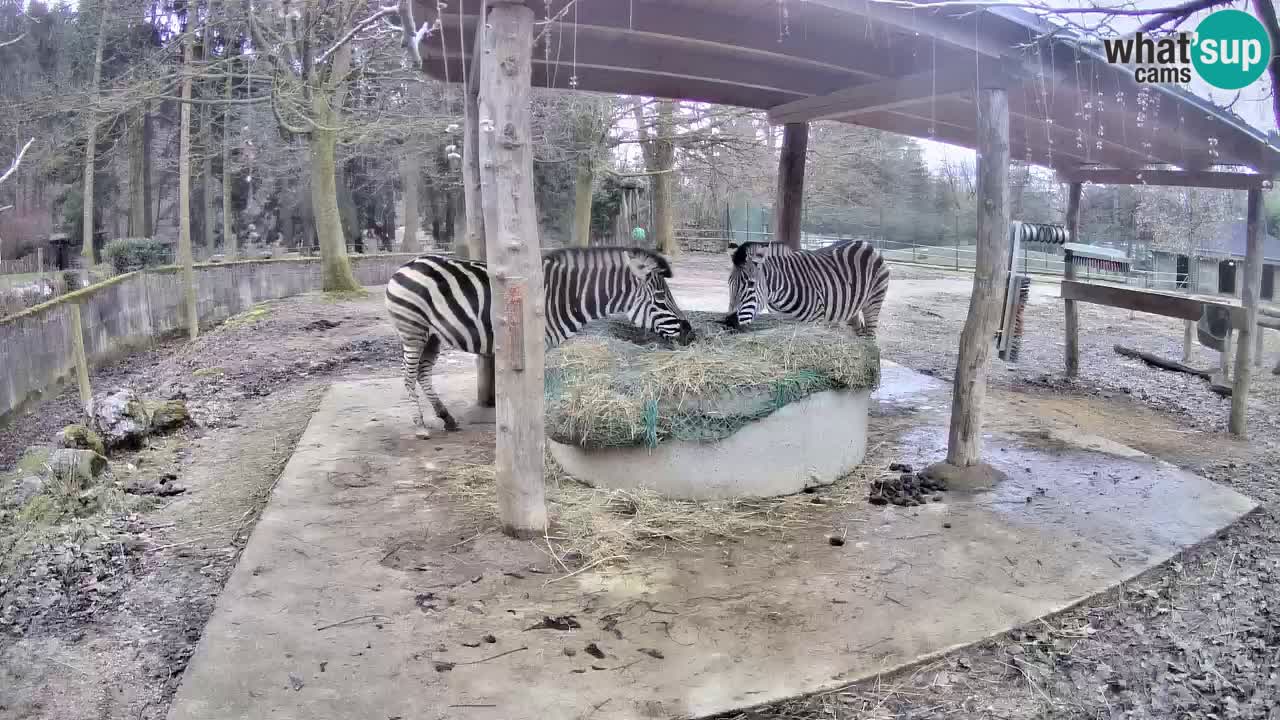 Zebre v živo v živalskem vrtu Ljubljana ZOO spletne kamere