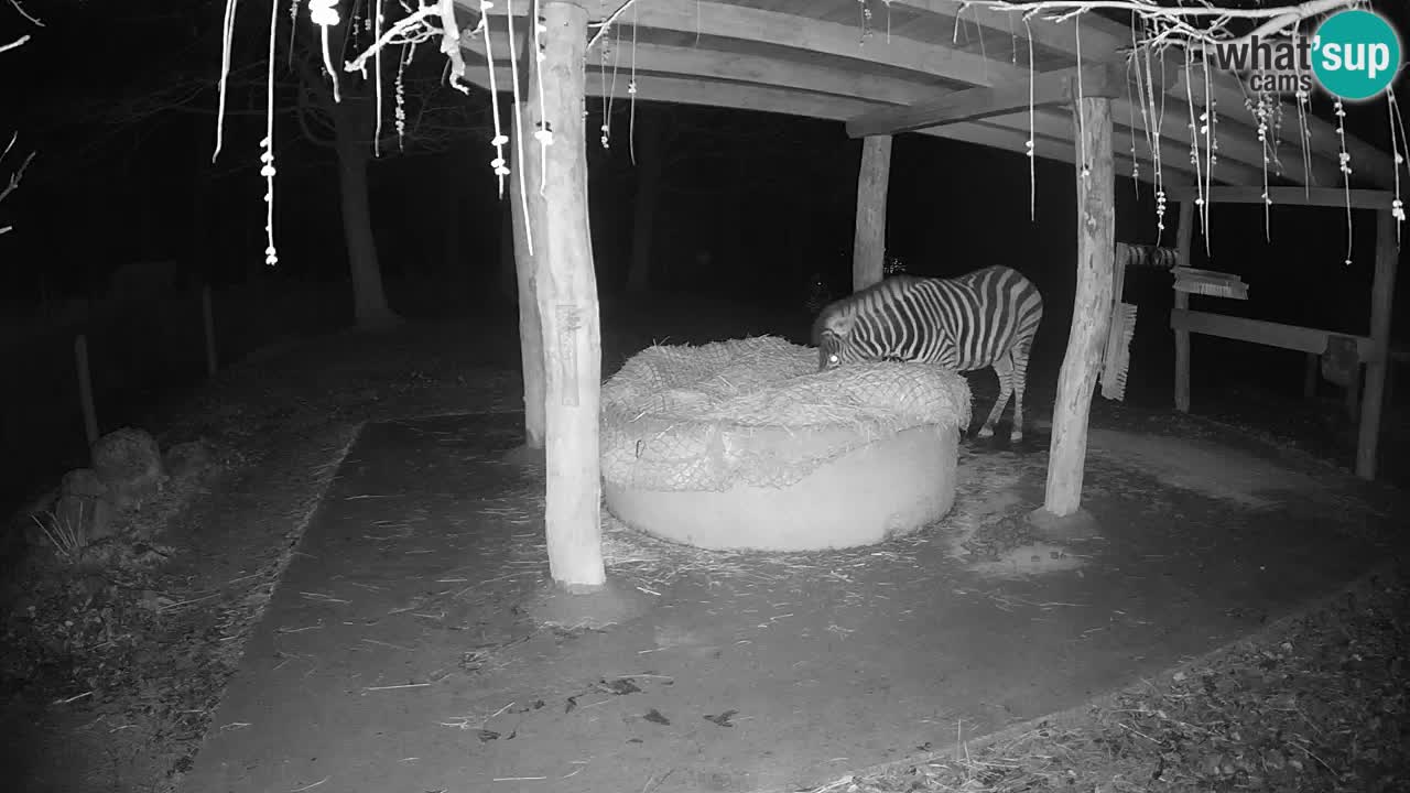 Live webcam Les zèbres in Ljubljana ZOO – Slovénie