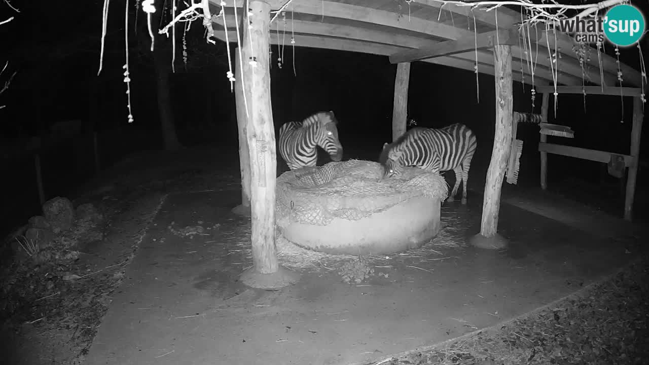 Web kamera uživo Zebras u ZOO Ljubljana – Slovenija