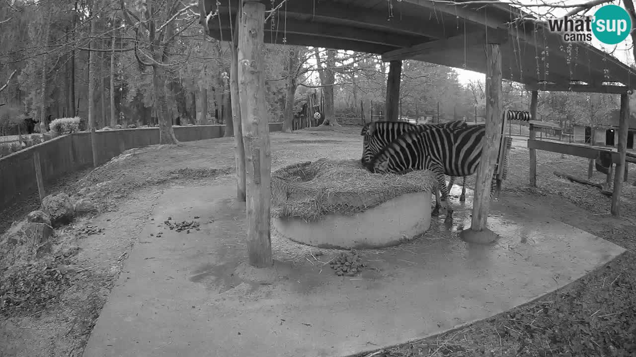 Camera en vivo Cebras in Ljubljana ZOO – Eslovenia