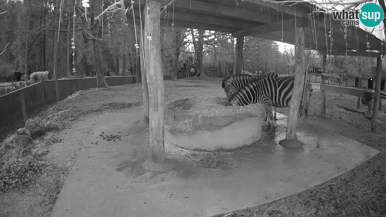 Live Webcam Zebras in Ljubljana ZOO – Slowenien