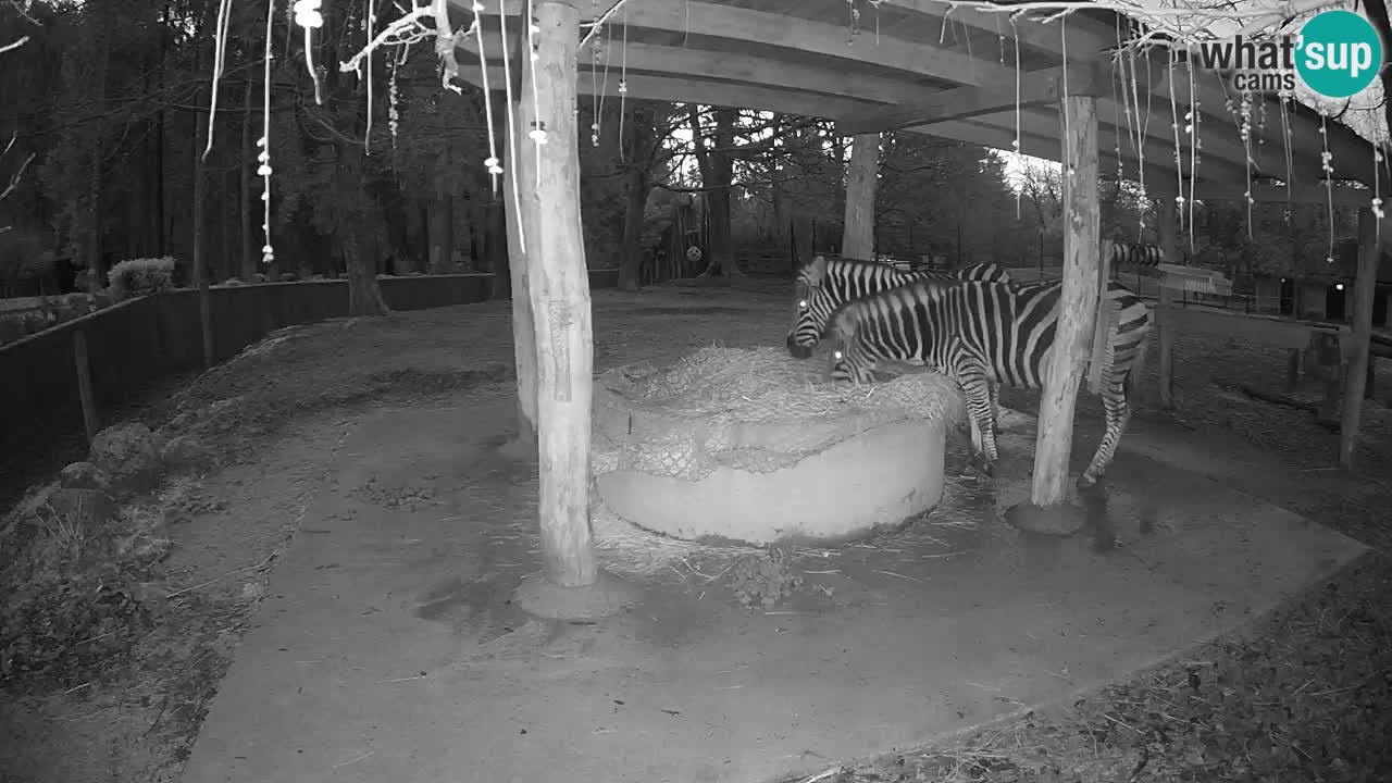 Zebre v živo v živalskem vrtu Ljubljana ZOO spletne kamere