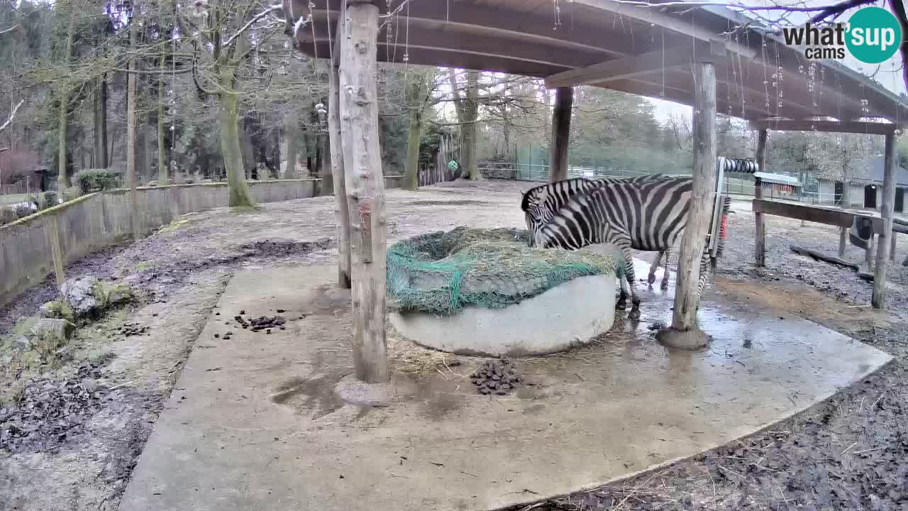 Live webcam Zebras in Ljubljana ZOO – Slovenia