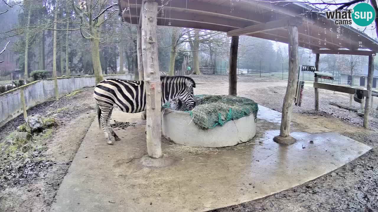 Live webcam Zebras in Ljubljana ZOO – Slovenia