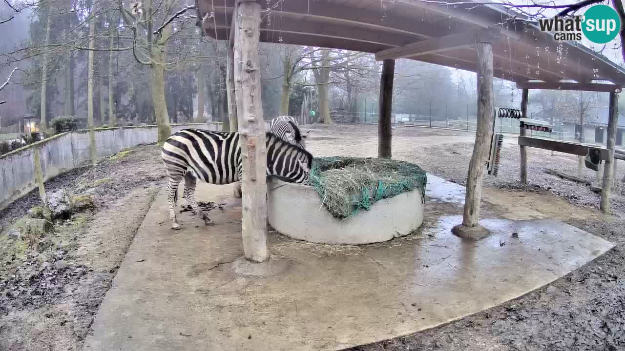 Le Zebre nello ZOO di Ljubljana – Slovenia Live webcam