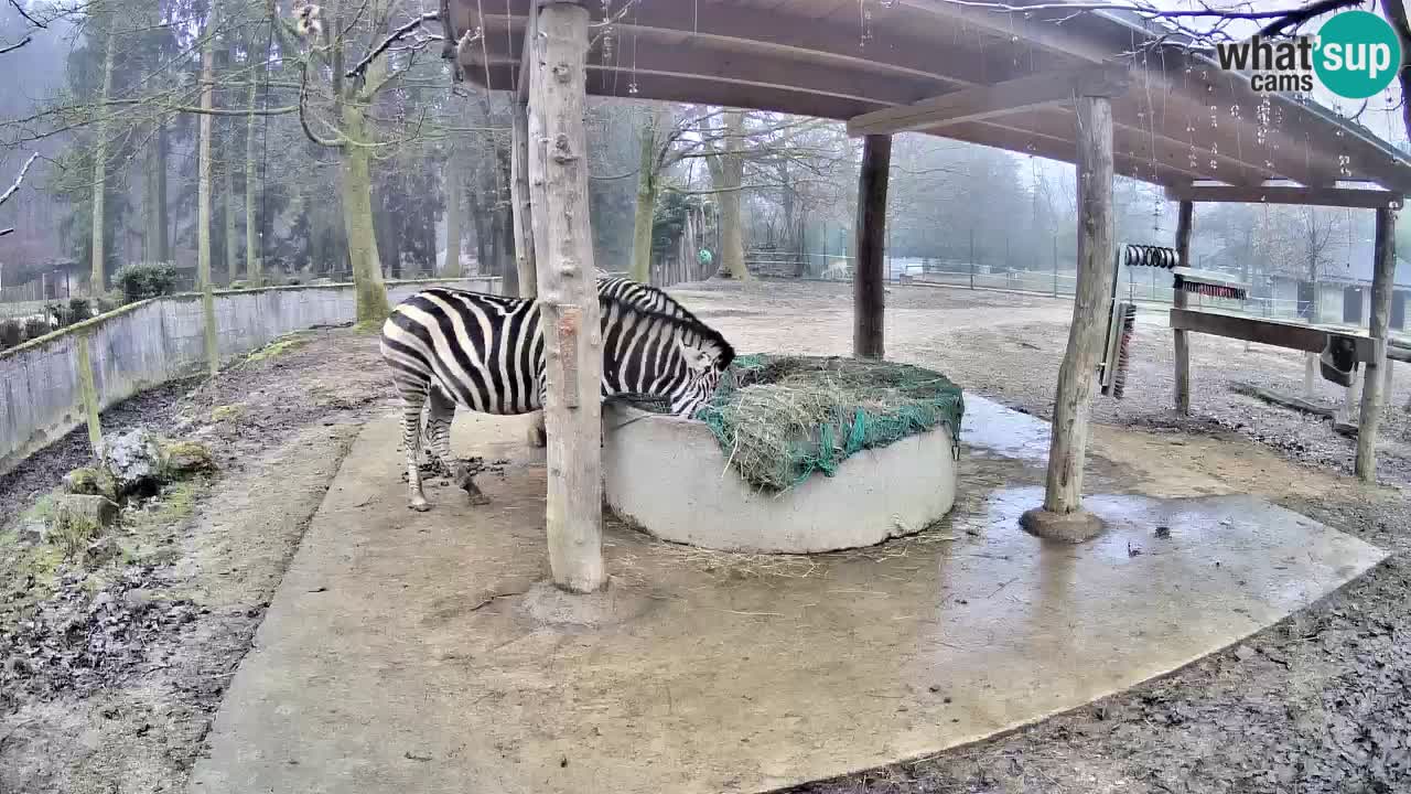 Live webcam Les zèbres in Ljubljana ZOO – Slovénie