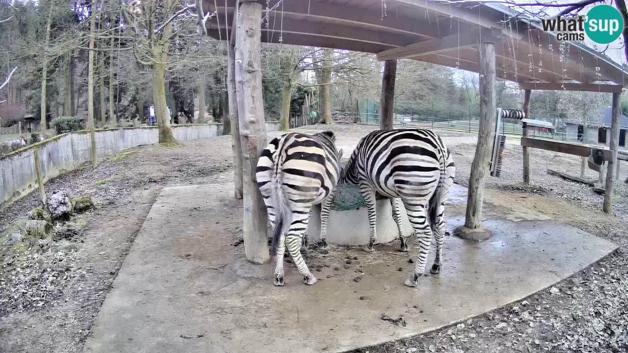 Web kamera uživo Zebras u ZOO Ljubljana – Slovenija