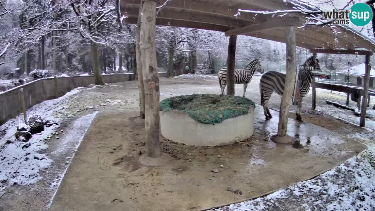 Live Webcam Zebras in Ljubljana ZOO – Slowenien