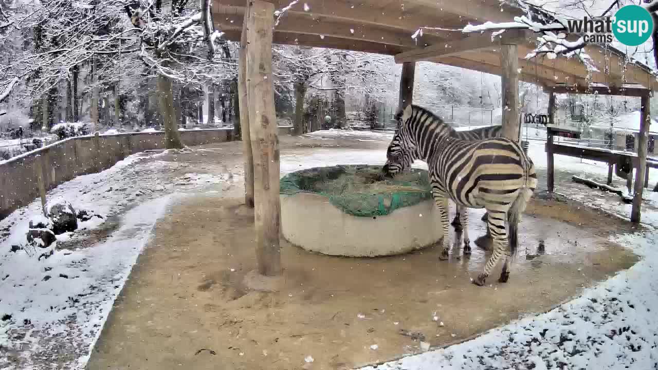 Web kamera uživo Zebras u ZOO Ljubljana – Slovenija