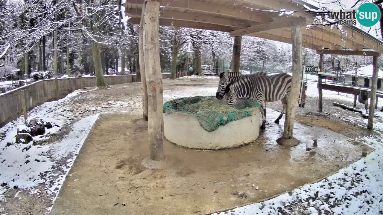 Live webcam Zebras in Ljubljana ZOO – Slovenia