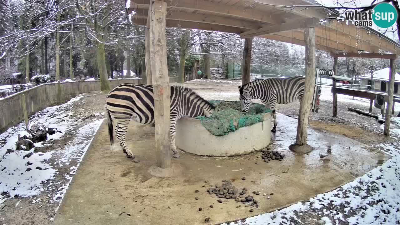 Live Webcam Zebras in Ljubljana ZOO – Slowenien