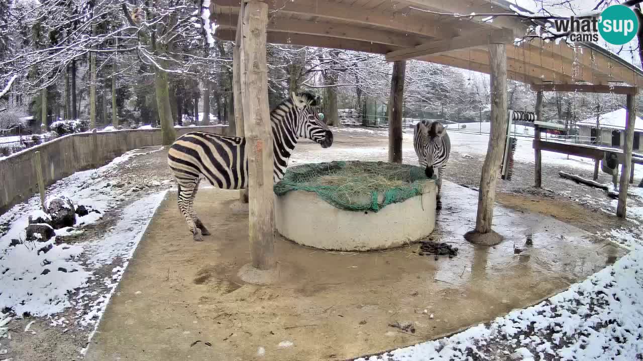 Live Webcam Zebras in Ljubljana ZOO – Slowenien