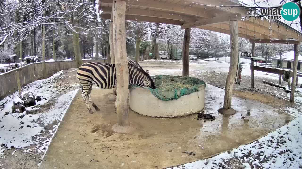 Web kamera uživo Zebras u ZOO Ljubljana – Slovenija