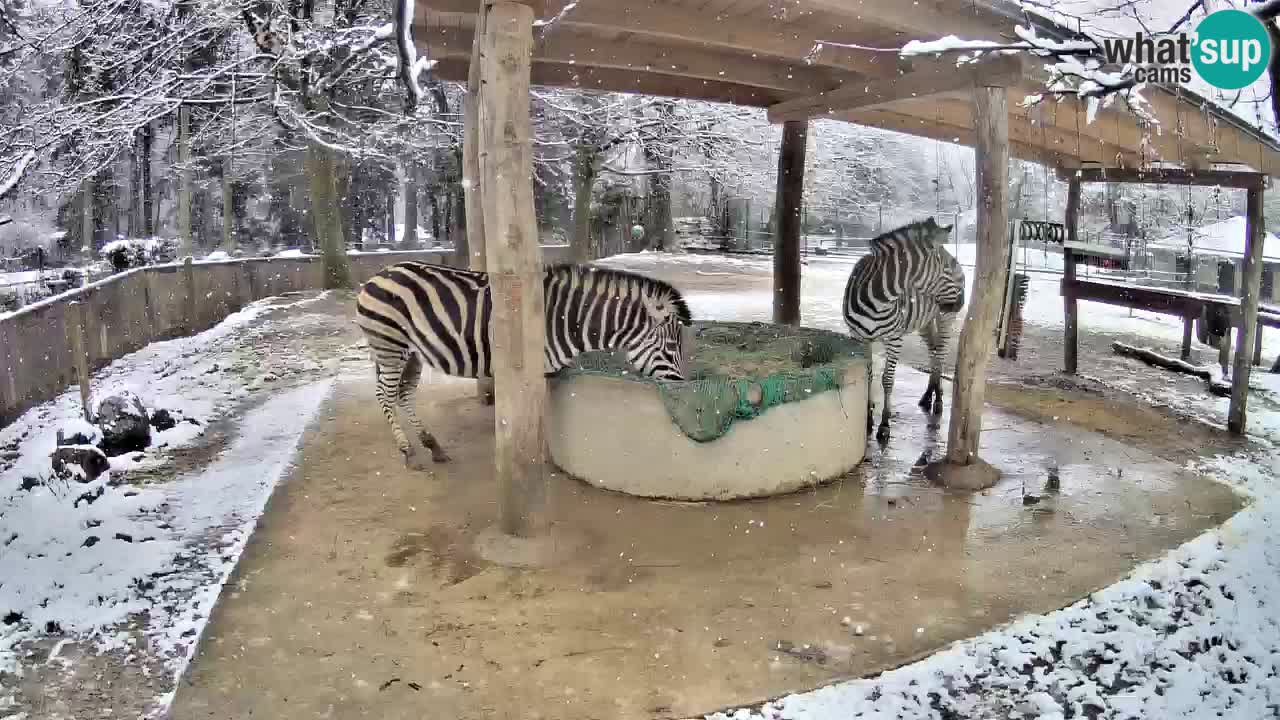 Live Webcam Zebras in Ljubljana ZOO – Slowenien