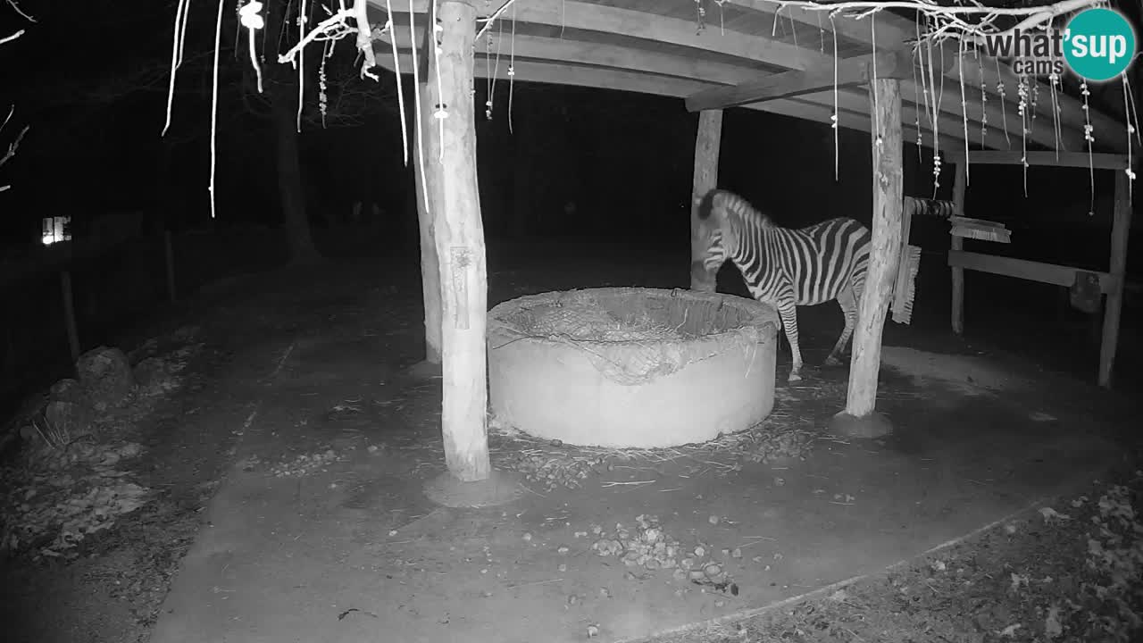 Zebre v živo v živalskem vrtu Ljubljana ZOO spletne kamere