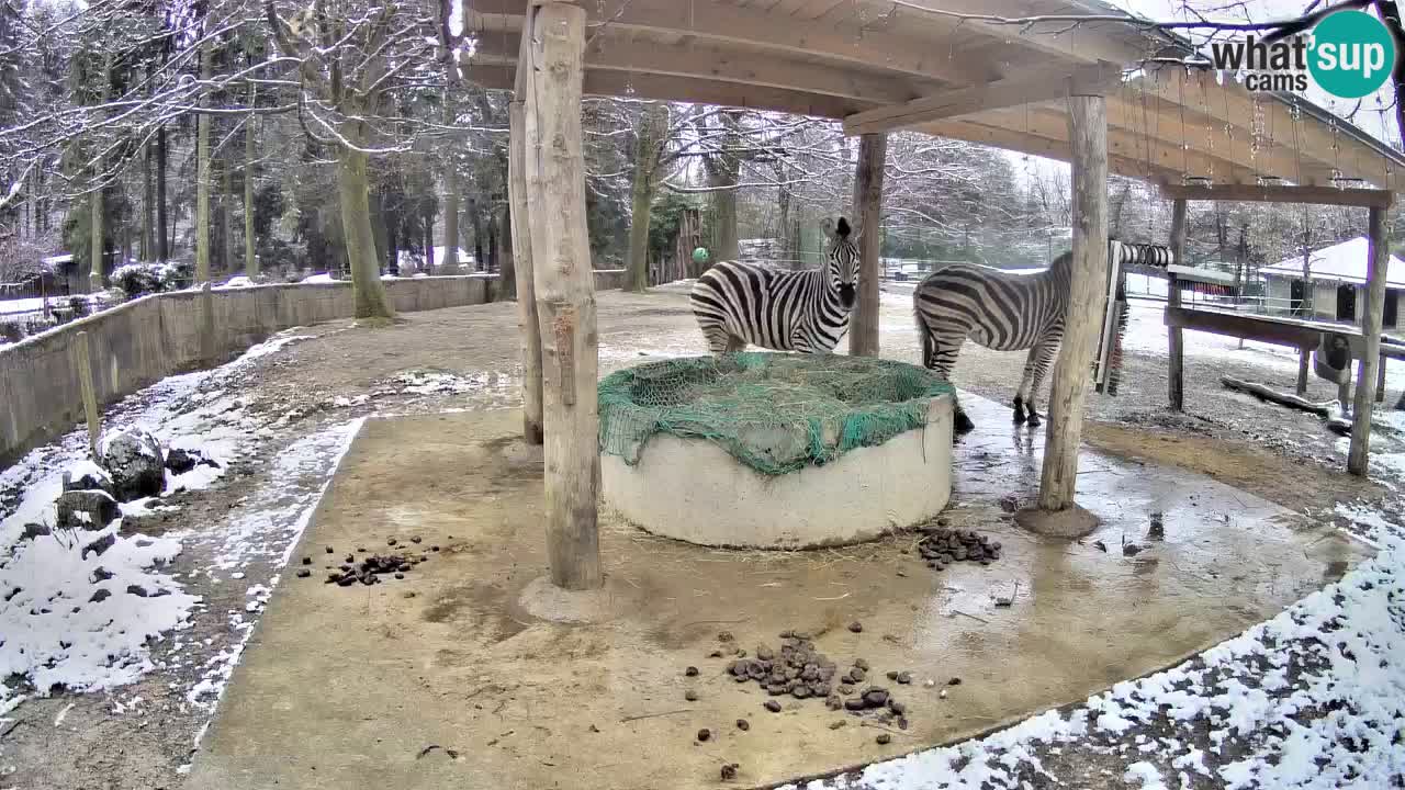 Le Zebre nello ZOO di Ljubljana – Slovenia Live webcam