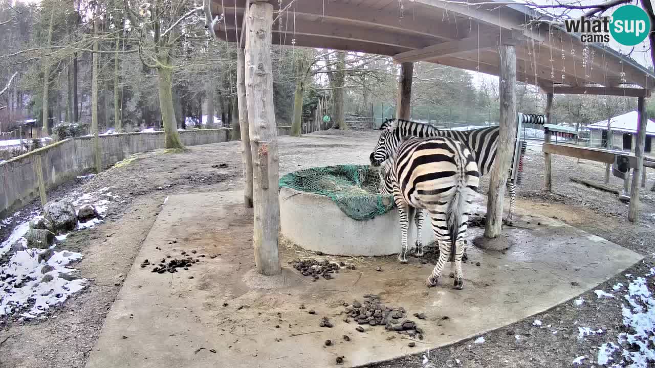 Live webcam Les zèbres in Ljubljana ZOO – Slovénie