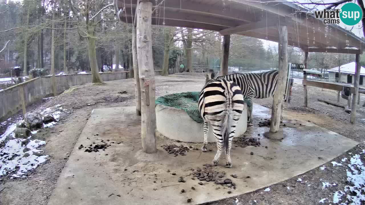 Web kamera uživo Zebras u ZOO Ljubljana – Slovenija