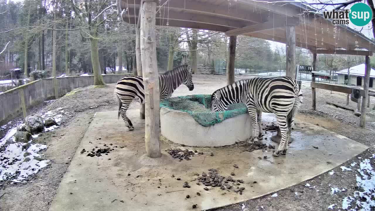 Le Zebre nello ZOO di Ljubljana – Slovenia Live webcam