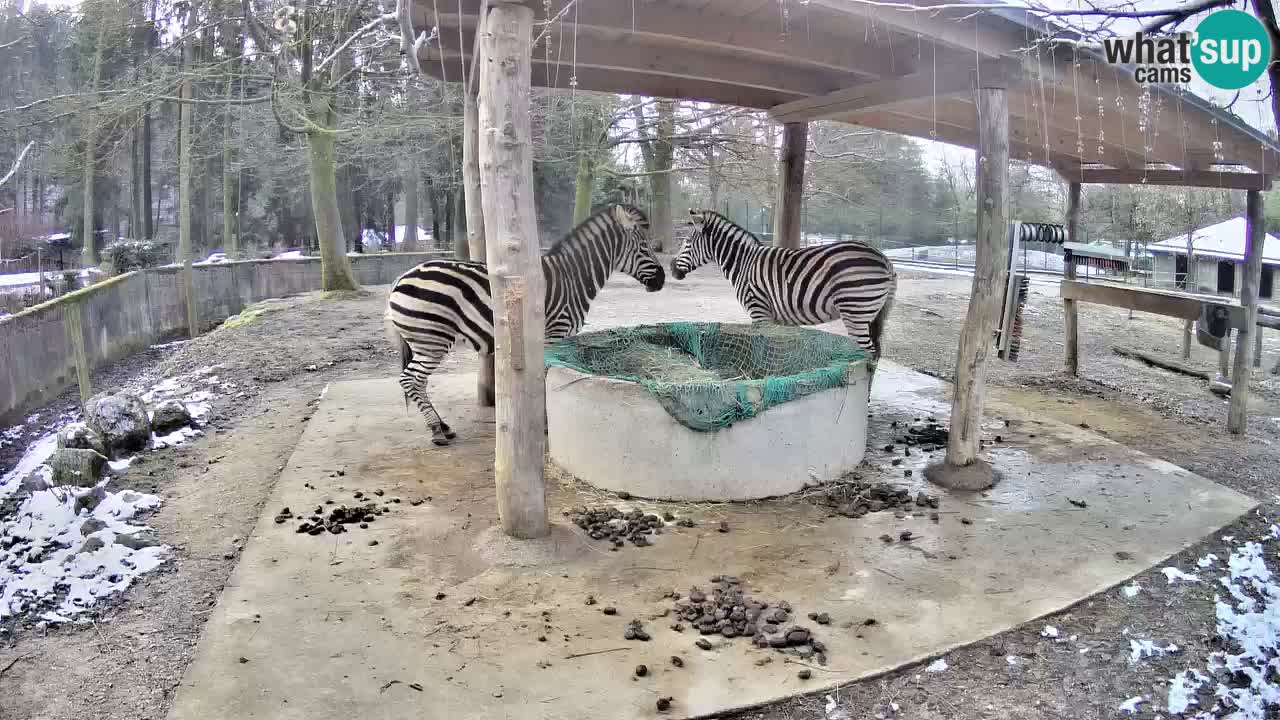 Zebre v živo v živalskem vrtu Ljubljana ZOO spletne kamere