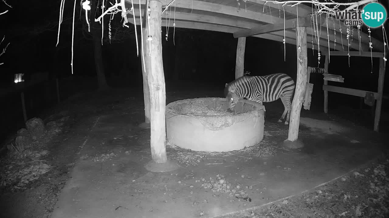 Le Zebre nello ZOO di Ljubljana – Slovenia Live webcam