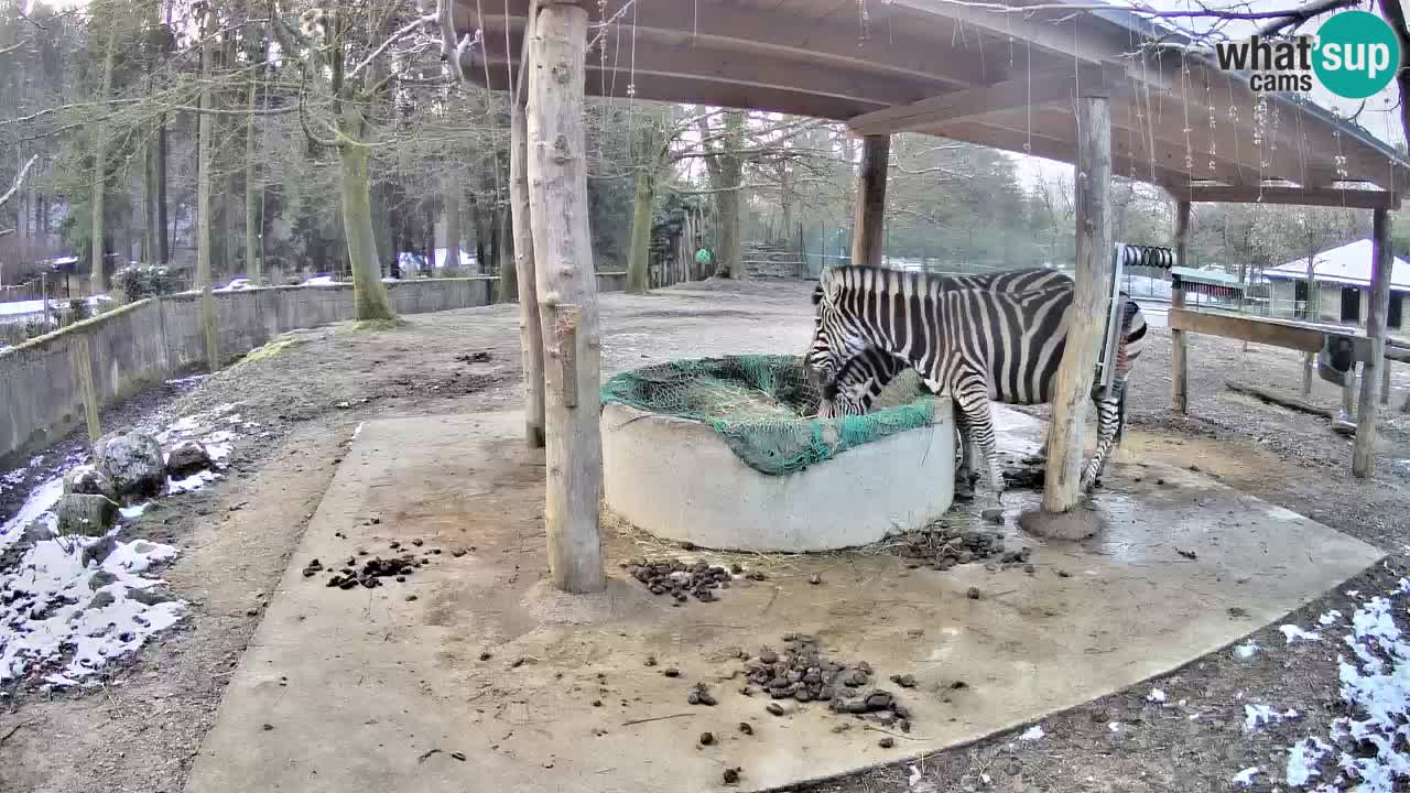 Le Zebre nello ZOO di Ljubljana – Slovenia Live webcam