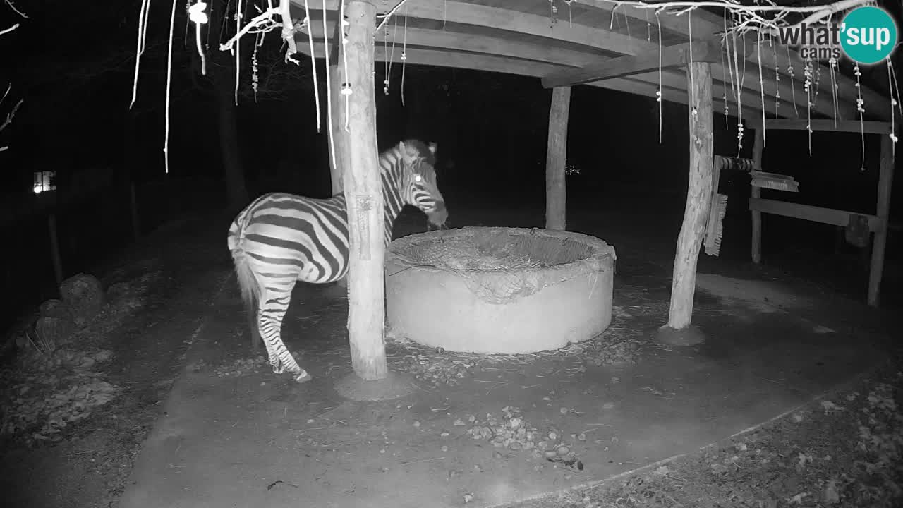 Le Zebre nello ZOO di Ljubljana – Slovenia Live webcam