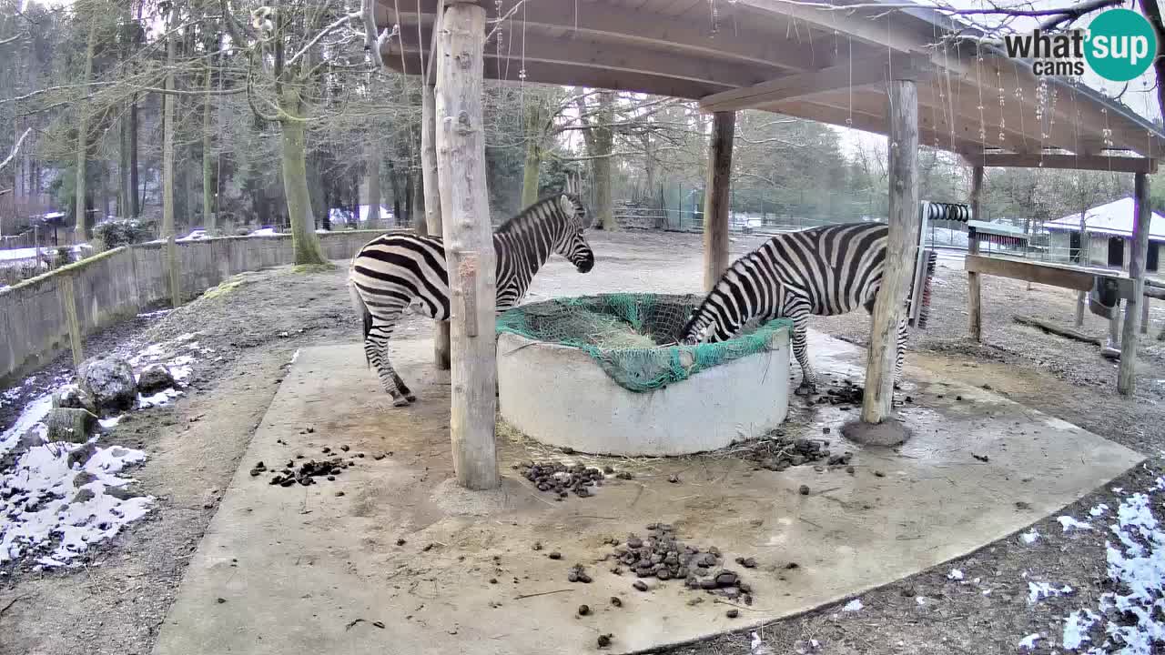 Live webcam Zebras in Ljubljana ZOO – Slovenia