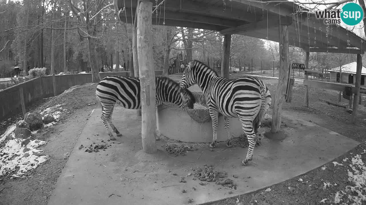 Live Webcam Zebras in Ljubljana ZOO – Slowenien