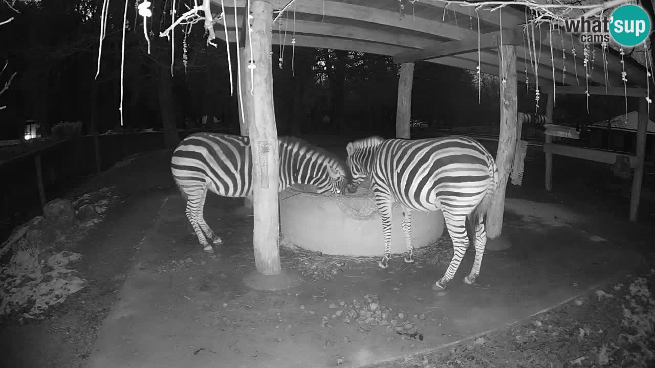 Web kamera uživo Zebras u ZOO Ljubljana – Slovenija