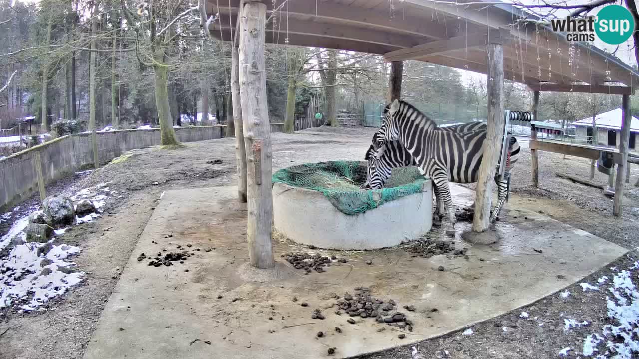 Web kamera uživo Zebras u ZOO Ljubljana – Slovenija