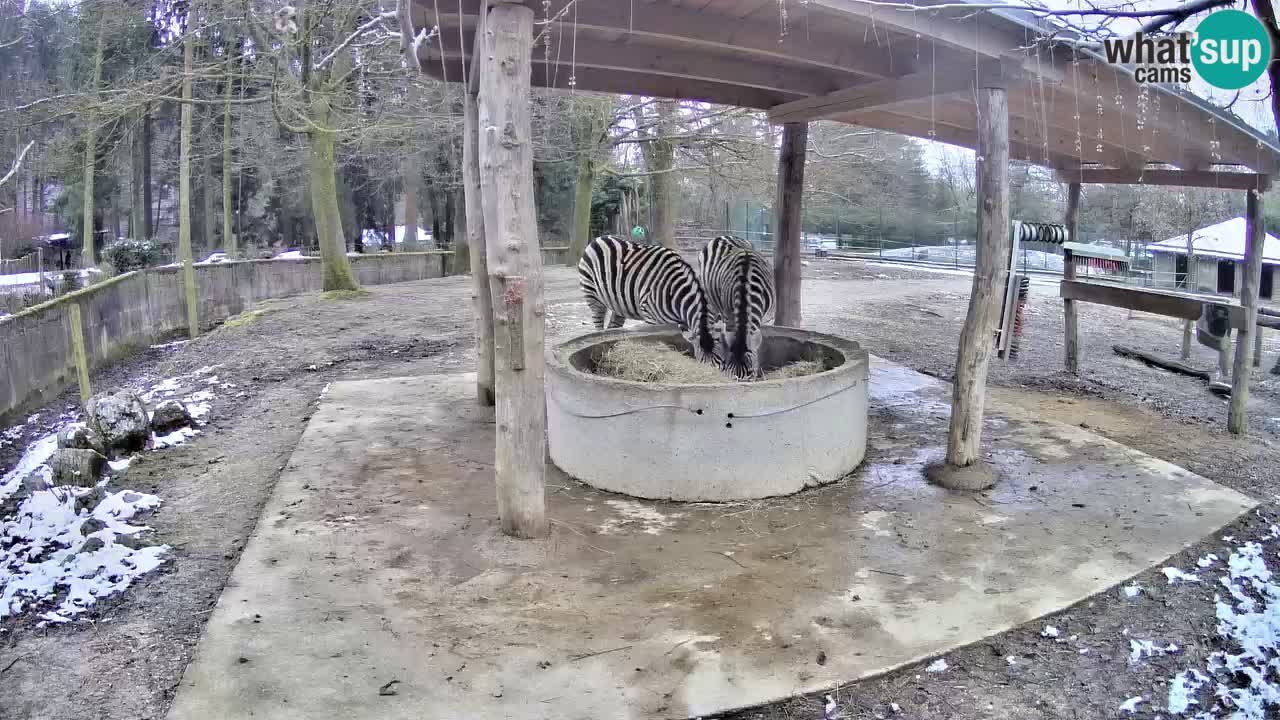 Live Webcam Zebras in Ljubljana ZOO – Slowenien