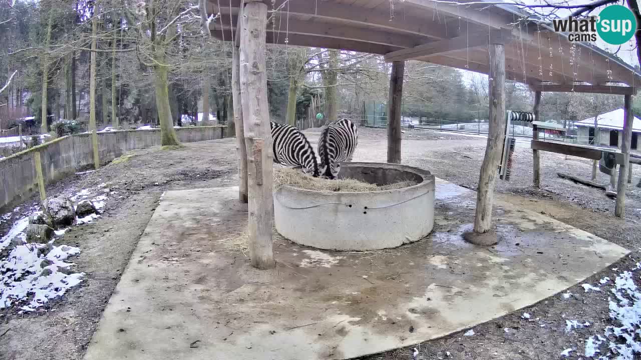 Le Zebre nello ZOO di Ljubljana – Slovenia Live webcam