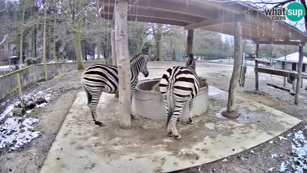 Le Zebre nello ZOO di Ljubljana – Slovenia Live webcam