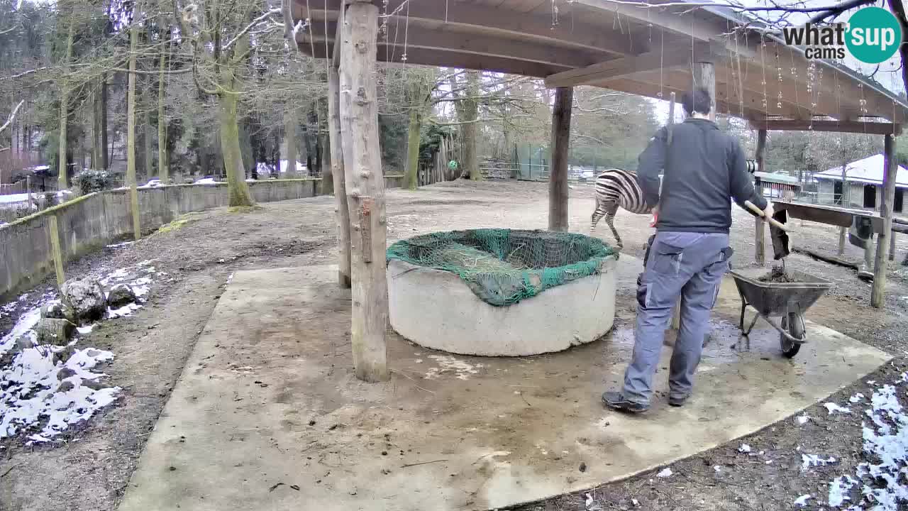 Live Webcam Zebras in Ljubljana ZOO – Slowenien