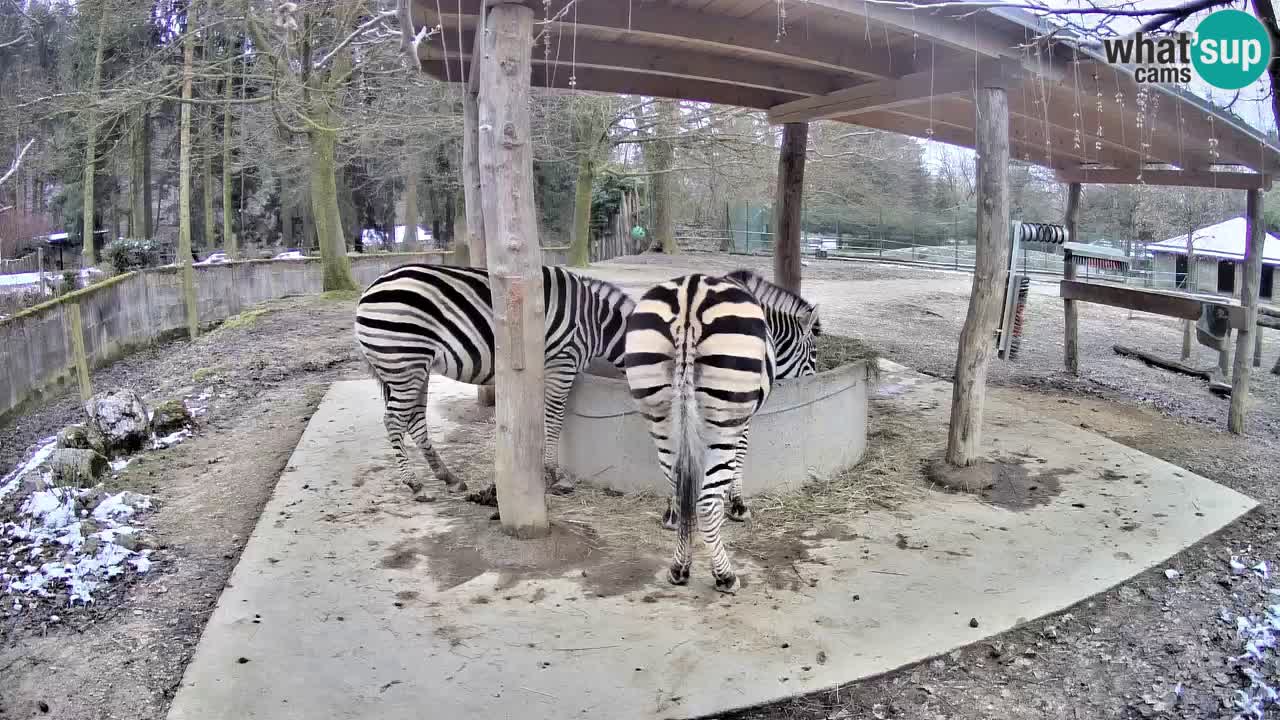 Camera en vivo Cebras in Ljubljana ZOO – Eslovenia