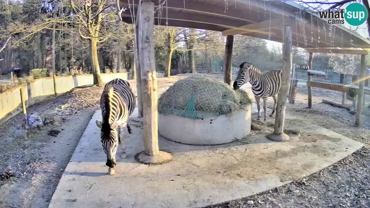 Web kamera uživo Zebras u ZOO Ljubljana – Slovenija