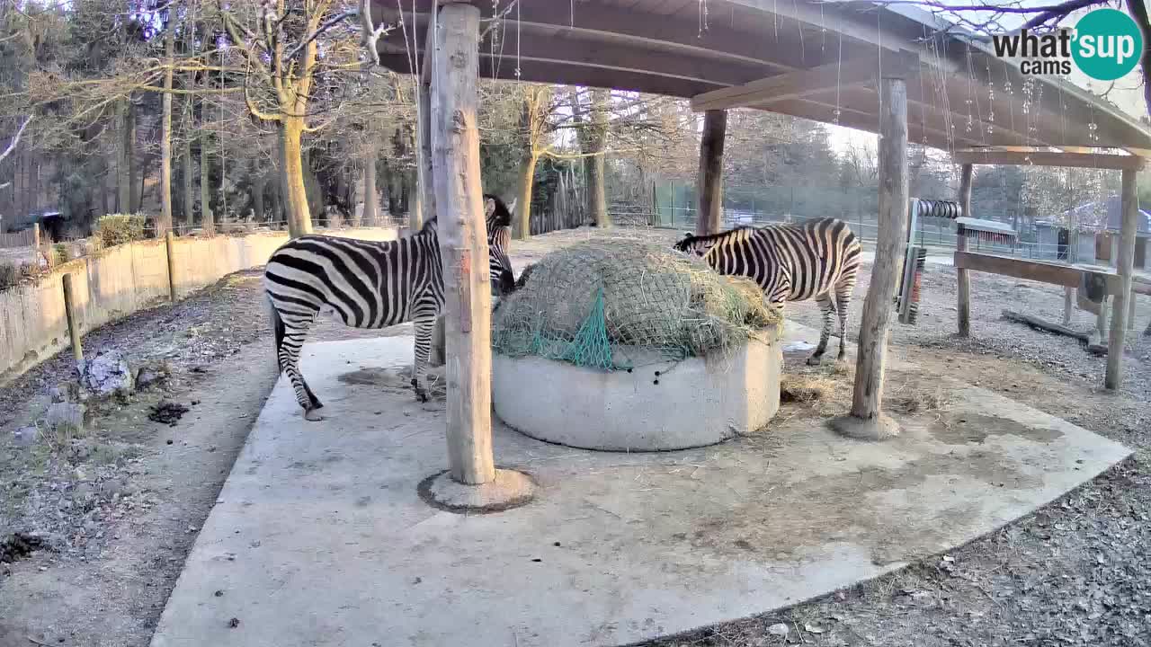 Live webcam Les zèbres in Ljubljana ZOO – Slovénie