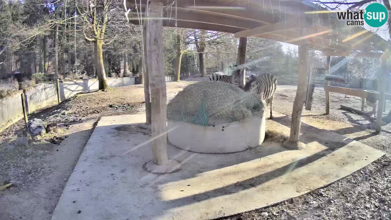 Zebre v živo v živalskem vrtu Ljubljana ZOO spletne kamere