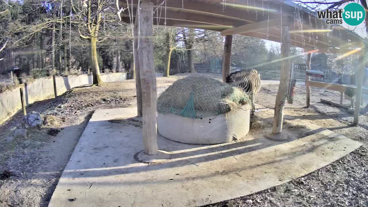 Live webcam Les zèbres in Ljubljana ZOO – Slovénie