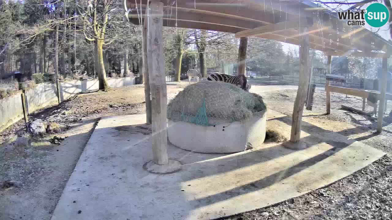 Le Zebre nello ZOO di Ljubljana – Slovenia Live webcam