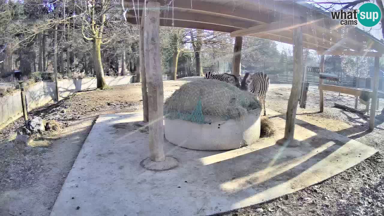 Le Zebre nello ZOO di Ljubljana – Slovenia Live webcam