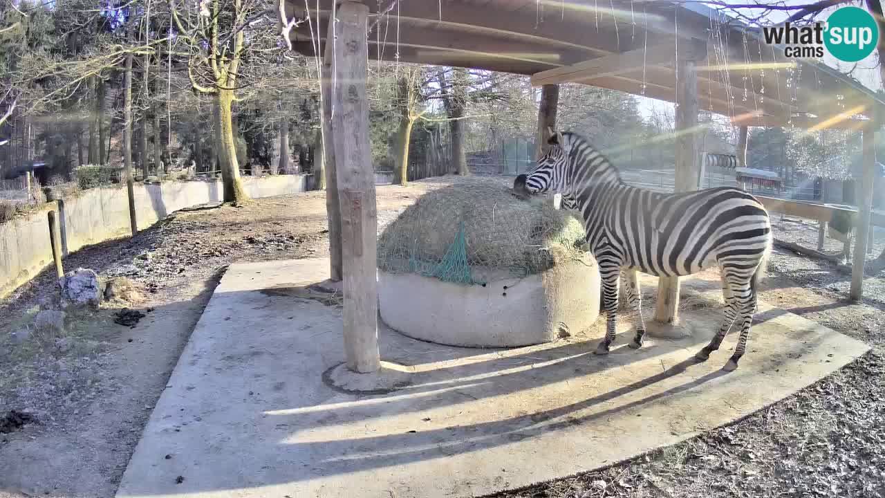 Le Zebre nello ZOO di Ljubljana – Slovenia Live webcam