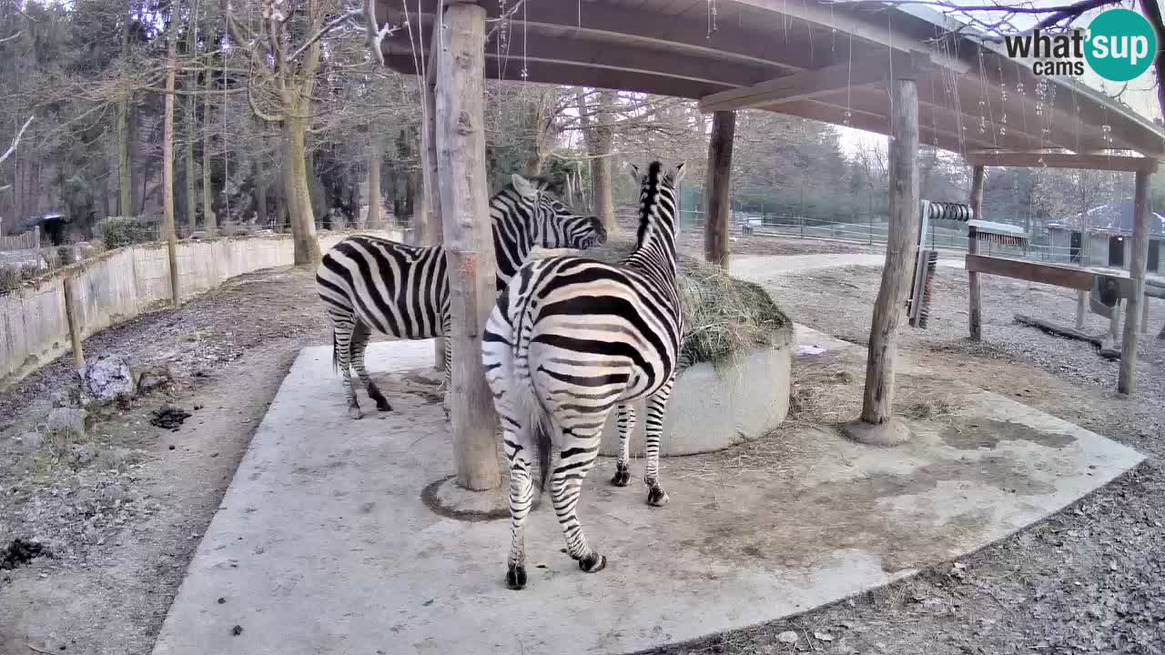 Camera en vivo Cebras in Ljubljana ZOO – Eslovenia