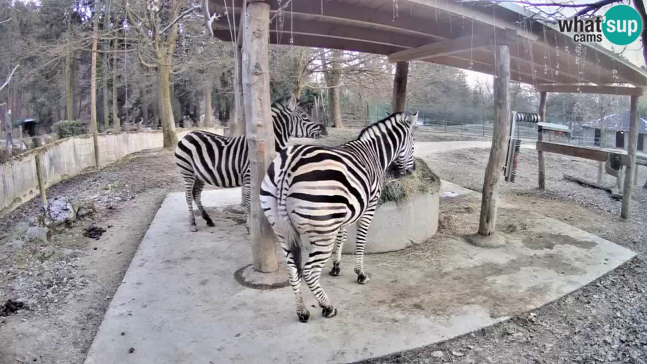 Web kamera uživo Zebras u ZOO Ljubljana – Slovenija