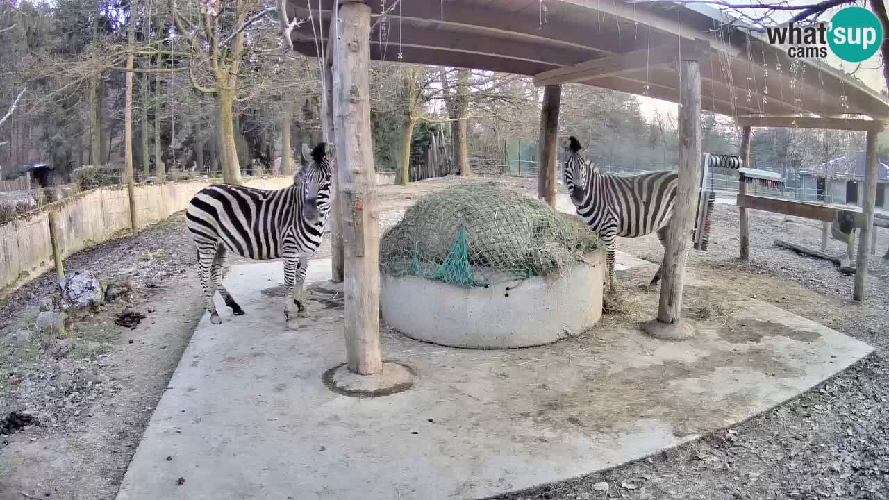 Web kamera uživo Zebras u ZOO Ljubljana – Slovenija