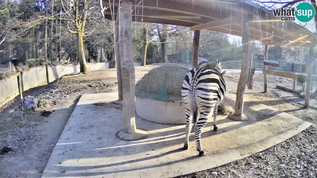 Web kamera uživo Zebras u ZOO Ljubljana – Slovenija