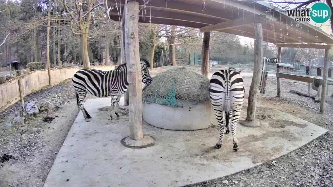 Le Zebre nello ZOO di Ljubljana – Slovenia Live webcam