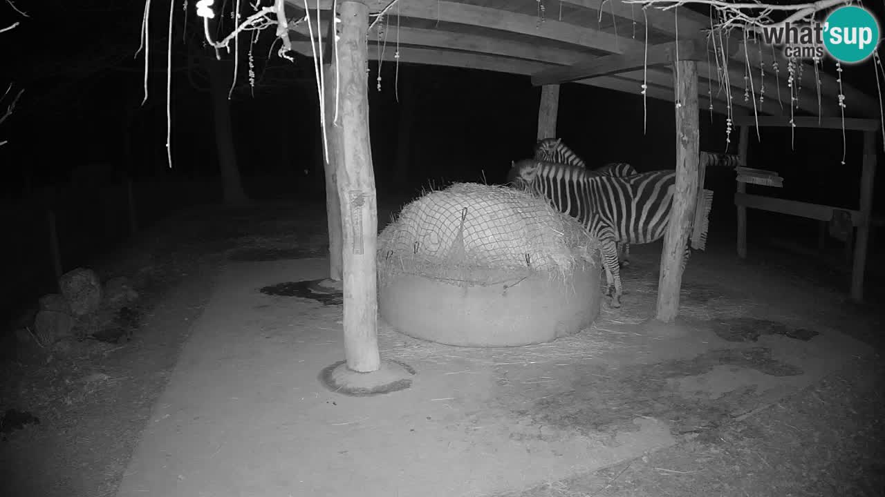 Live webcam Zebras in Ljubljana ZOO – Slovenia